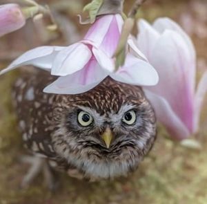 Meet your Posher, Mandy